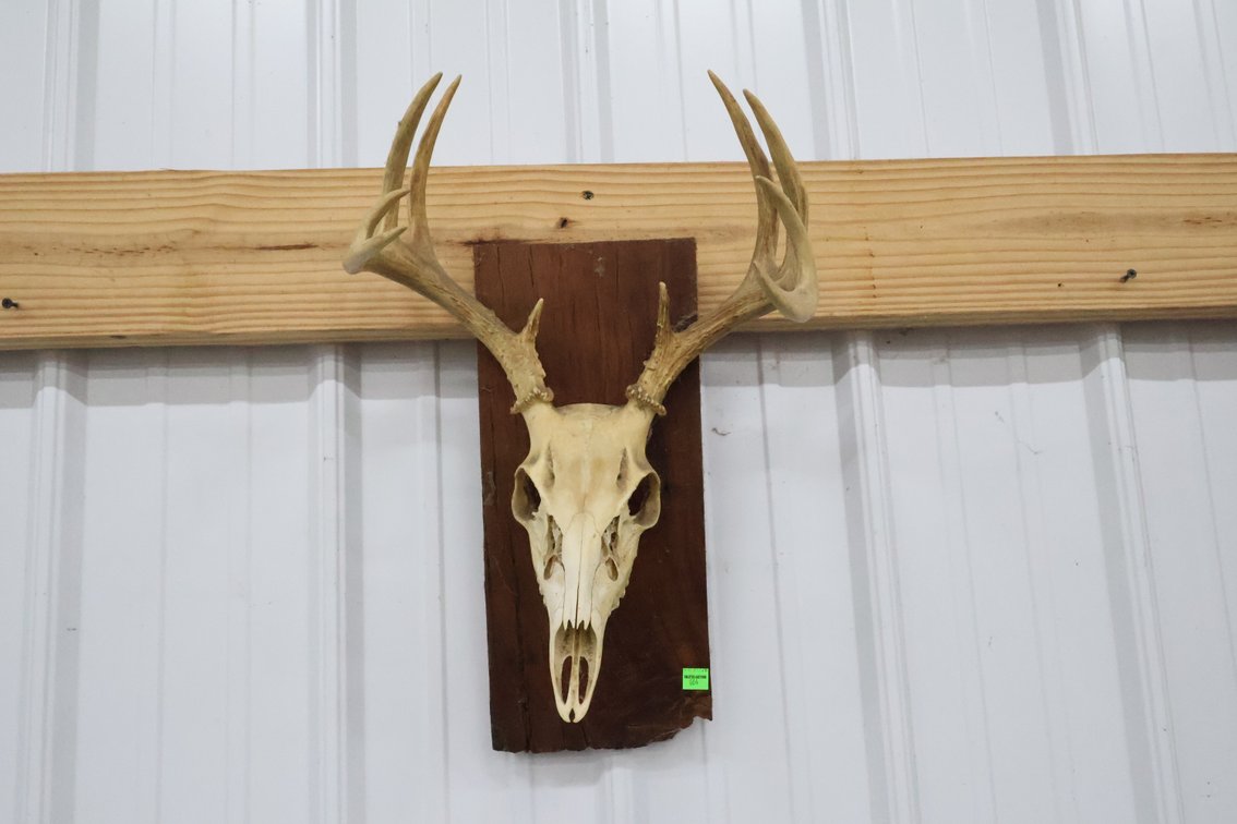 Whitetail Skull andAntlers