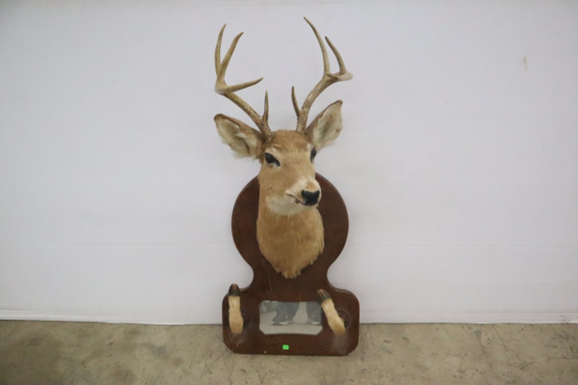 Whitetail Taxidermy Mount