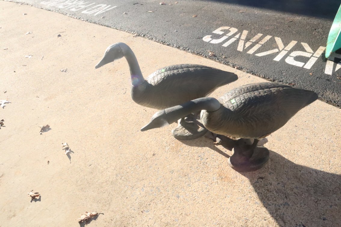 Plastic Goose Decoys
