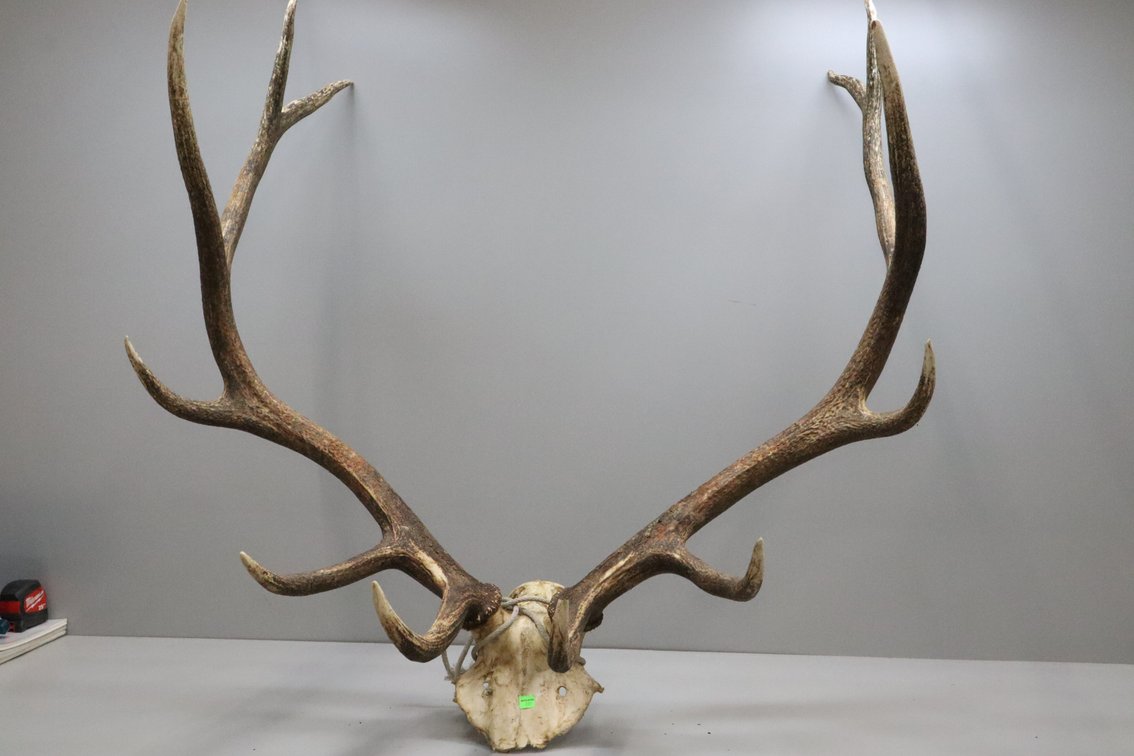 Elk Antlers