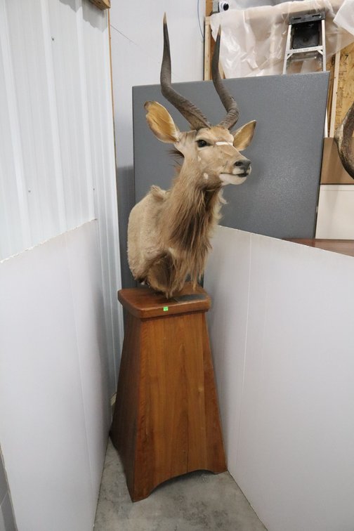 Nyala Taxidermy Mount