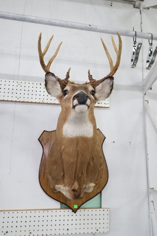 Deer Taxidermy Mount