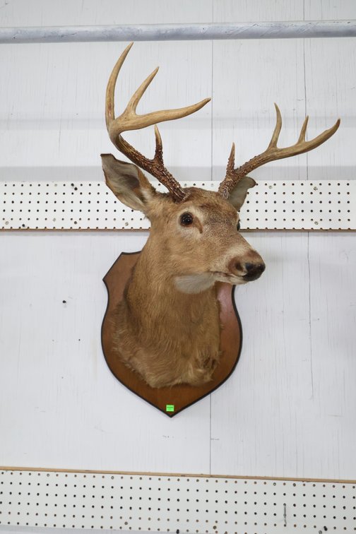 Deer Taxidermy Mount