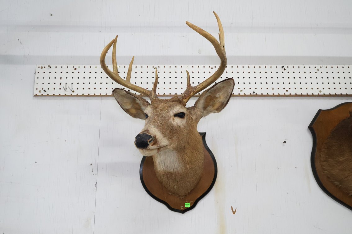 Deer Taxidermy Mount