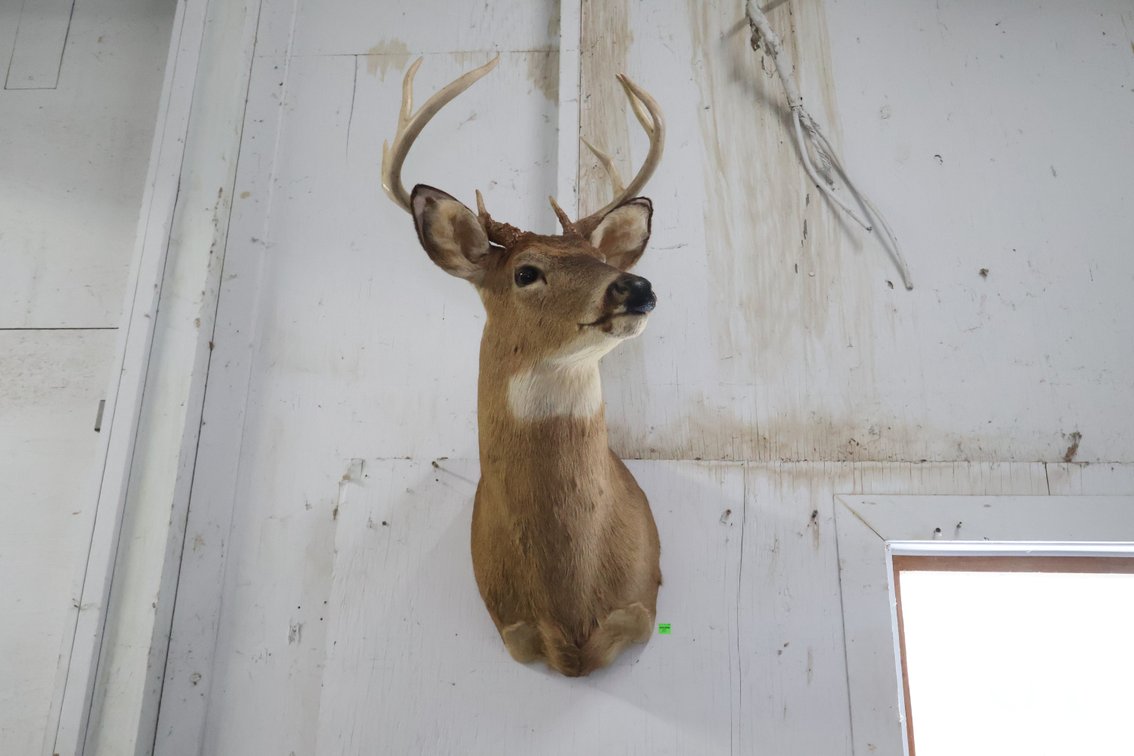 Deer Taxidermy Mount