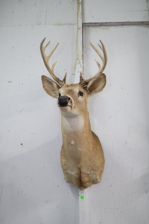 Deer Taxidermy Mount