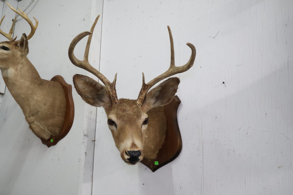 Deer Taxidermy Mount