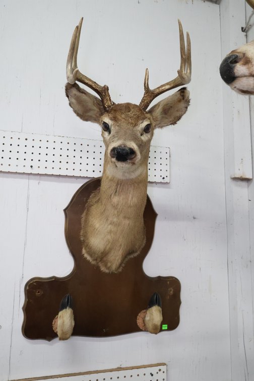 Deer Taxidermy Mount