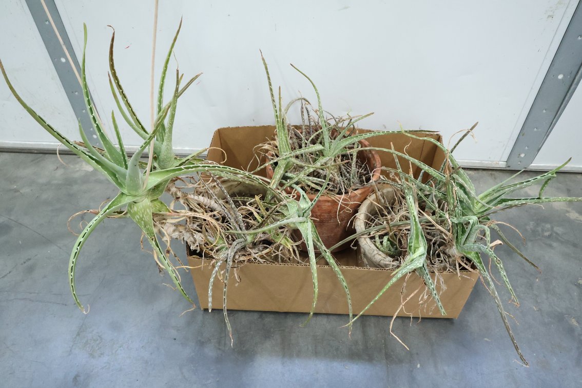 Aloe Plants