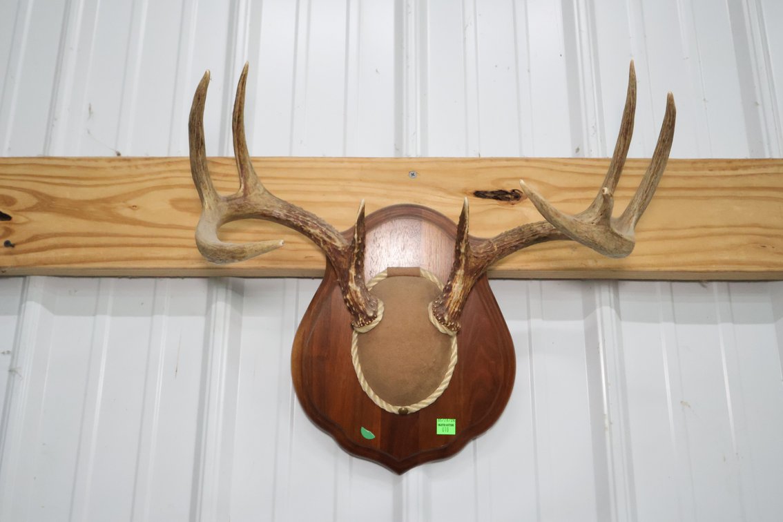 Mounted Deer Antlers