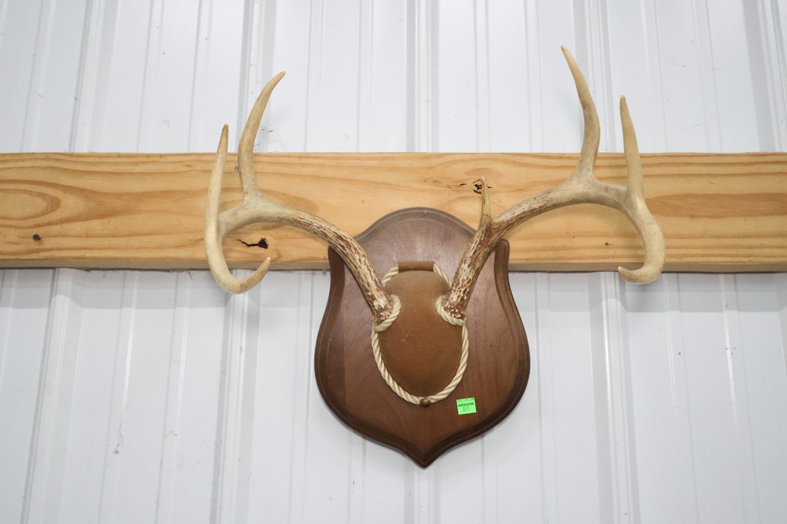 Mounted Deer Antlers