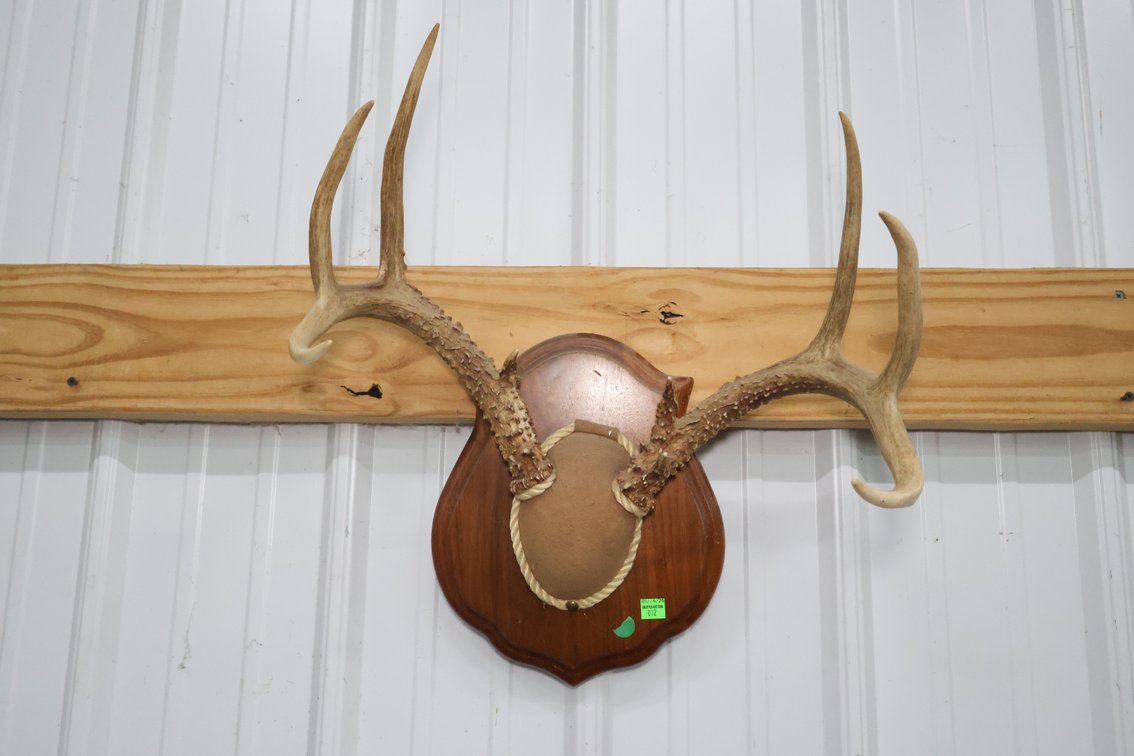 Mounted Deer Antlers