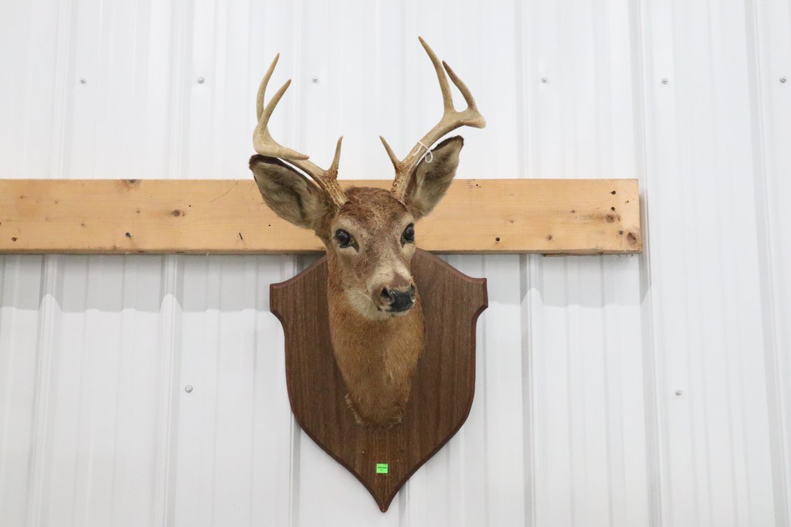 Taxidermy Buck Shoulder Mount on Wooden Plaque