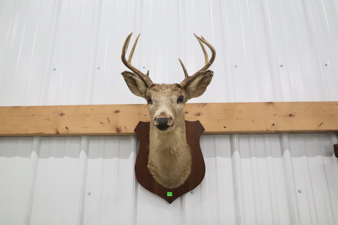 Taxidermy Buck Deer Shoulder Mount on Wooden Plaque