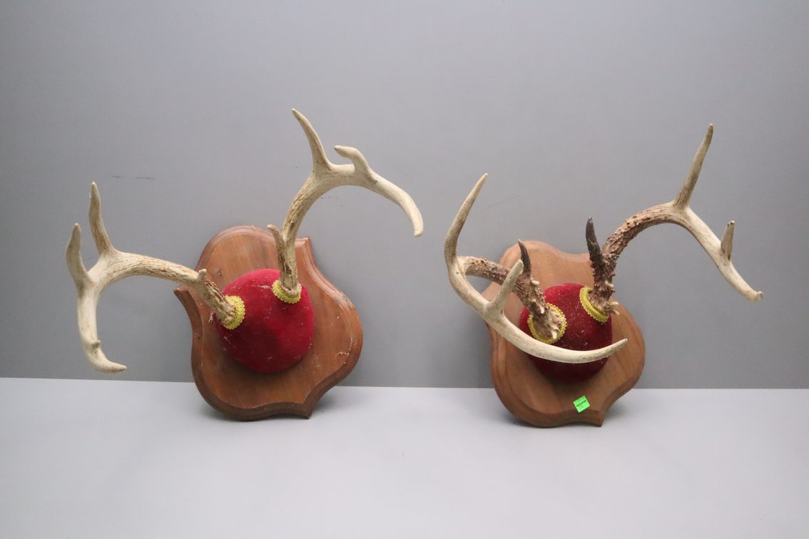 Whitetail Buck Antlers