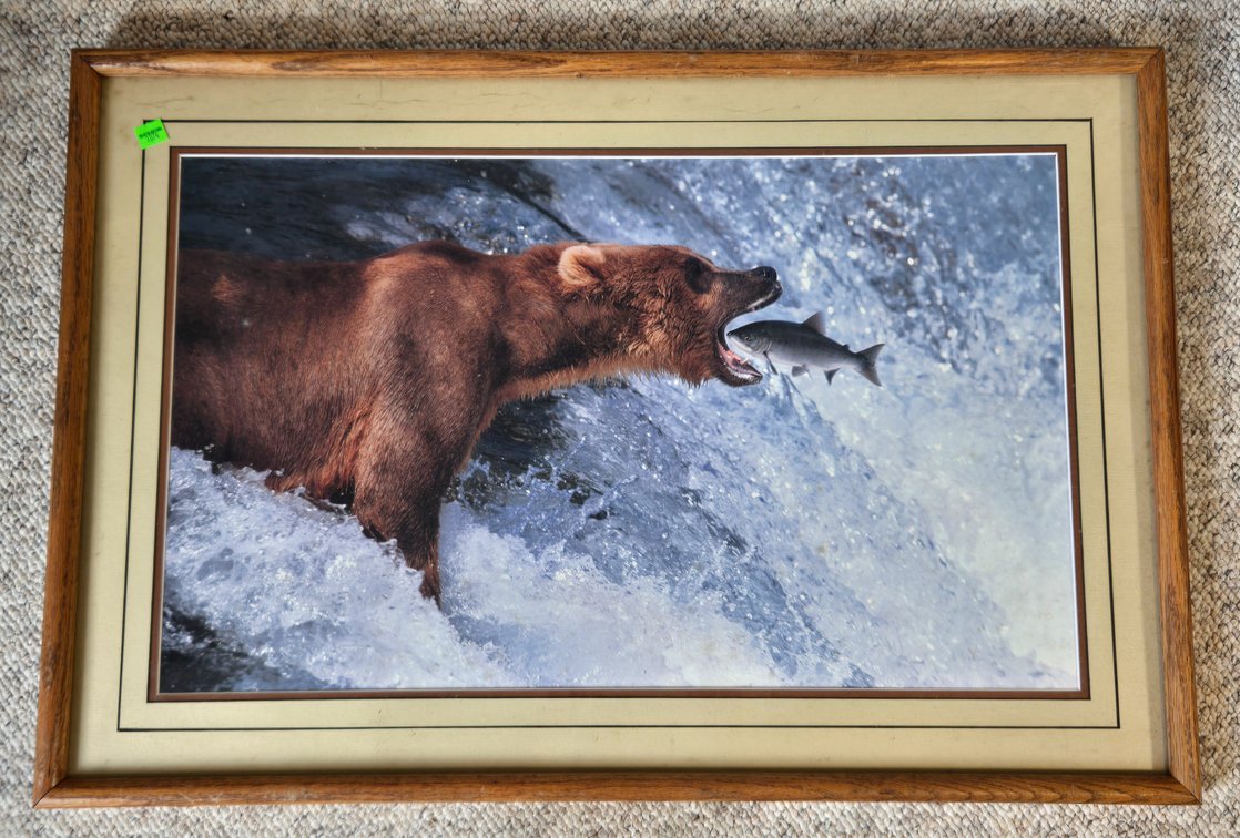 Bear / Salmon Photograph