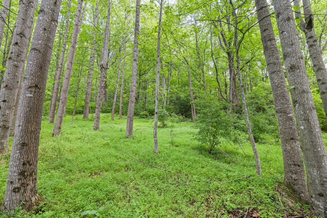 Image for 250 Ridge St, Lovingston Real Estate Auction