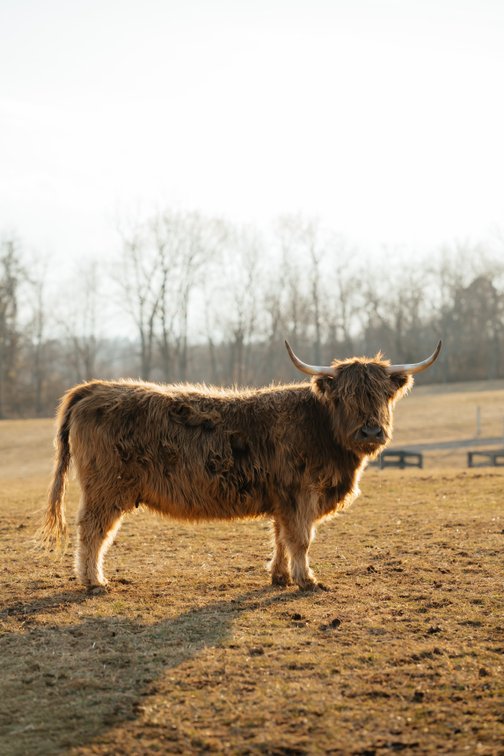 Caramel- Heifer Chondro Neg