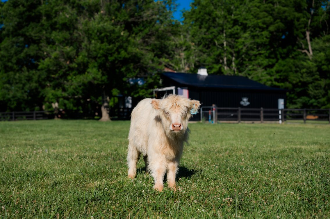 Henry- Bull