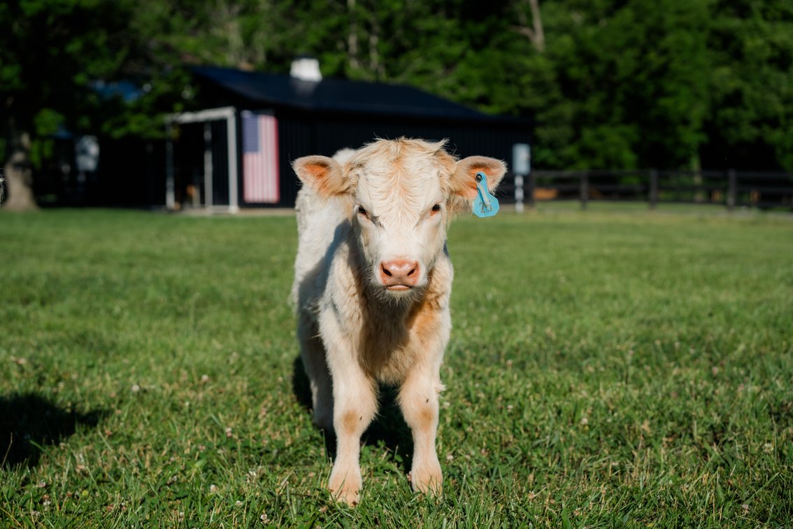 Gus- Bull