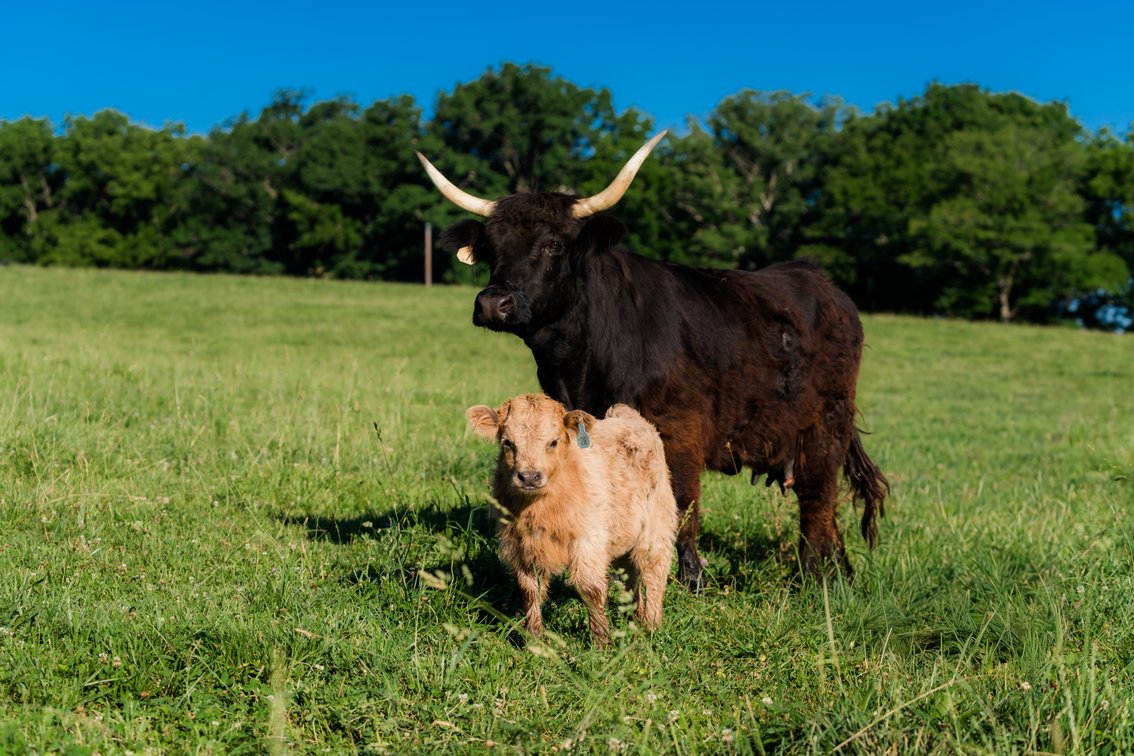 Gordon- Bull