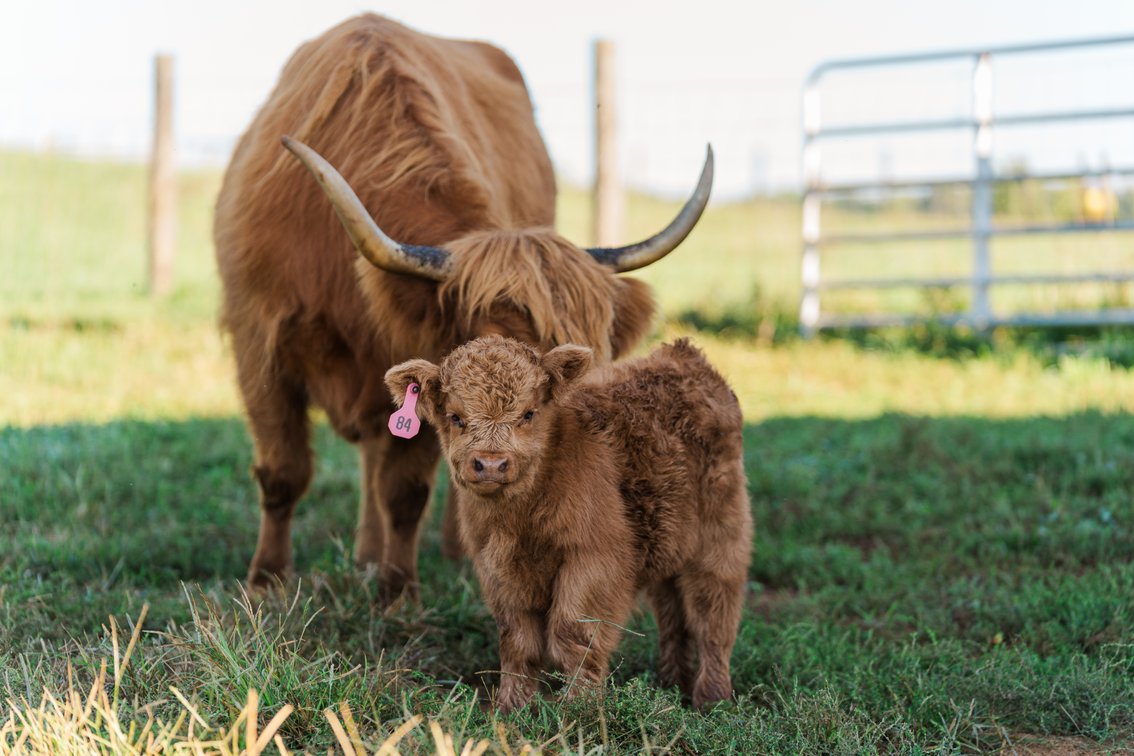 Gracie- Heifer