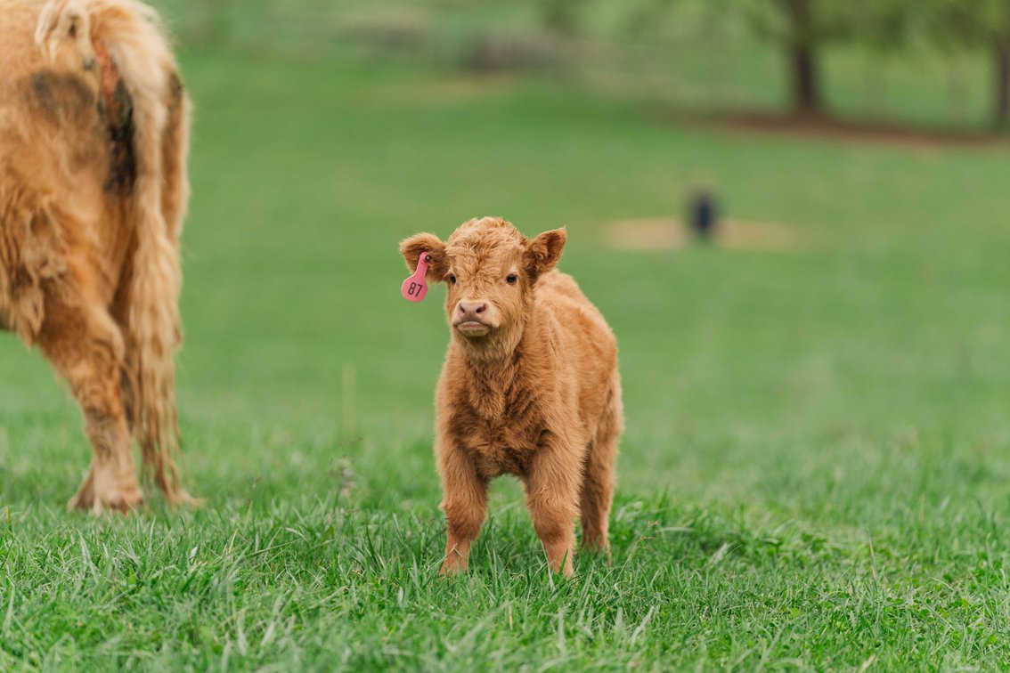 Honey- Heifer