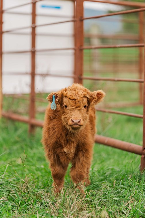 Hudson- Bull