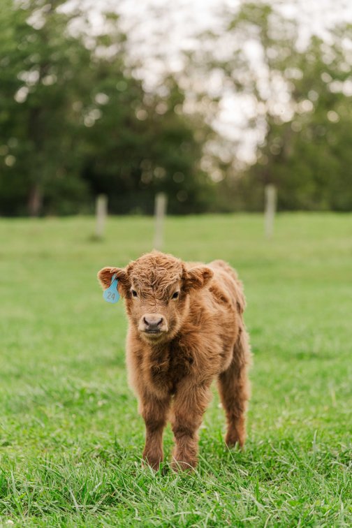 Grey- Bull