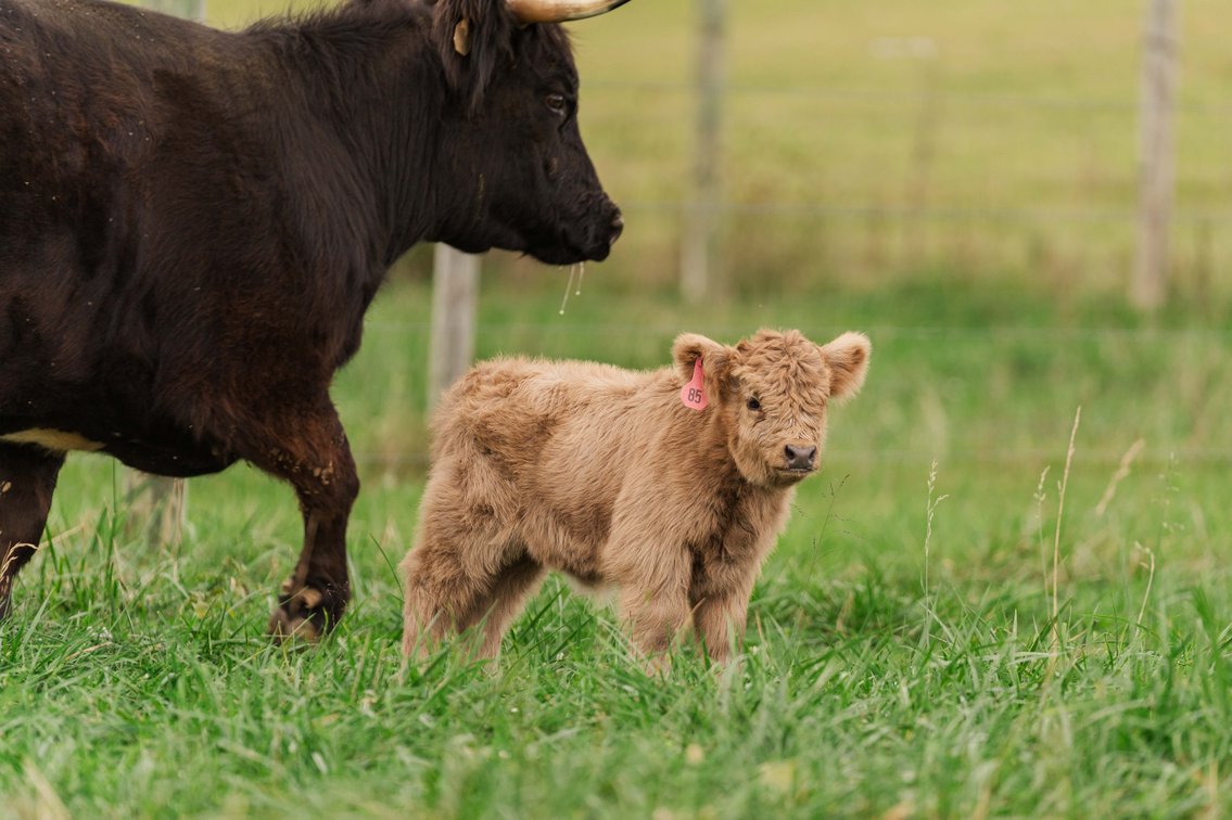 Haven- Heifer