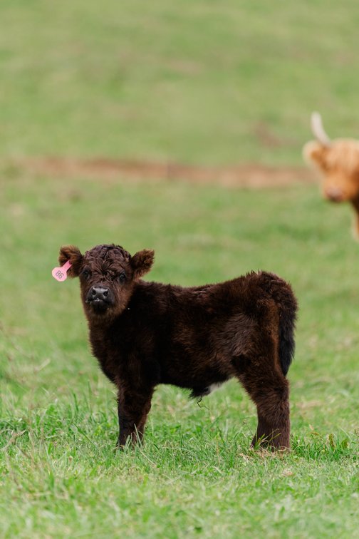 Holland- Heifer