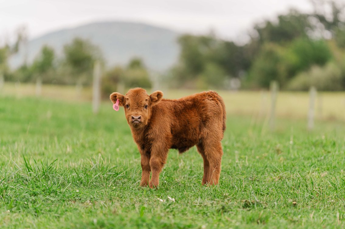 Ginger- Heifer