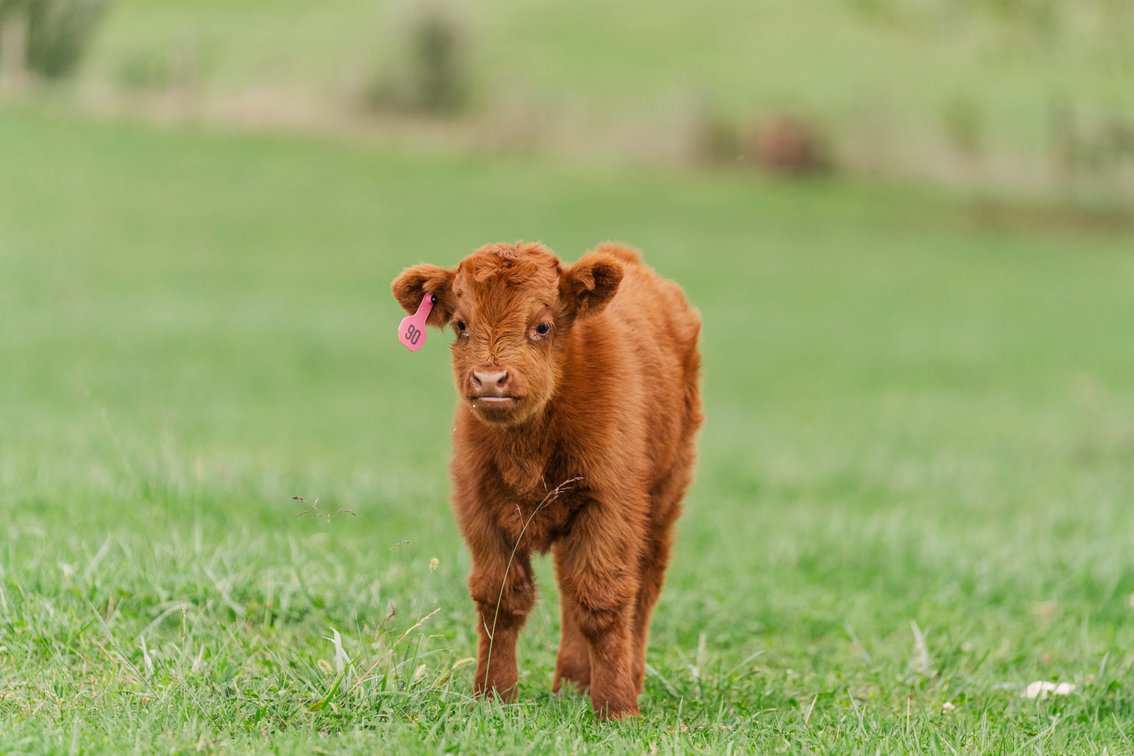 Gwen- Heifer