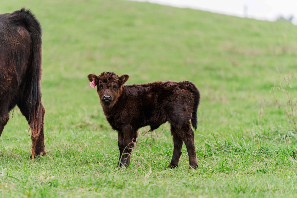 Gretta- Heifer