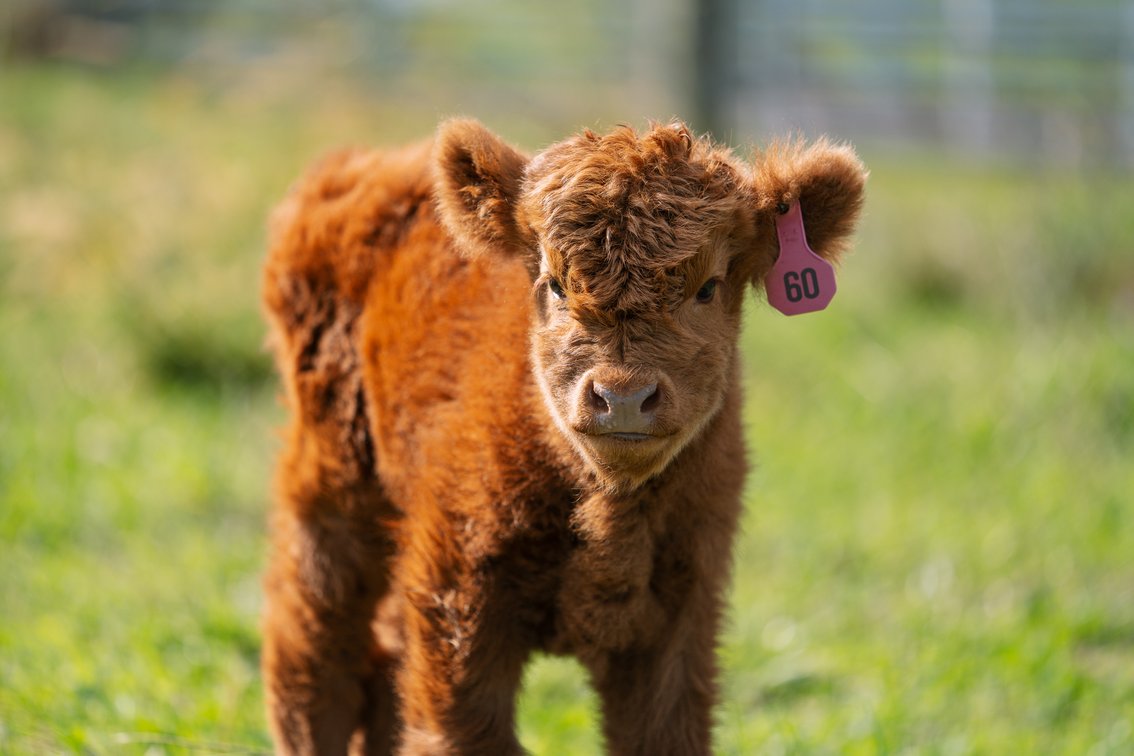Finley Fae- Heifer 