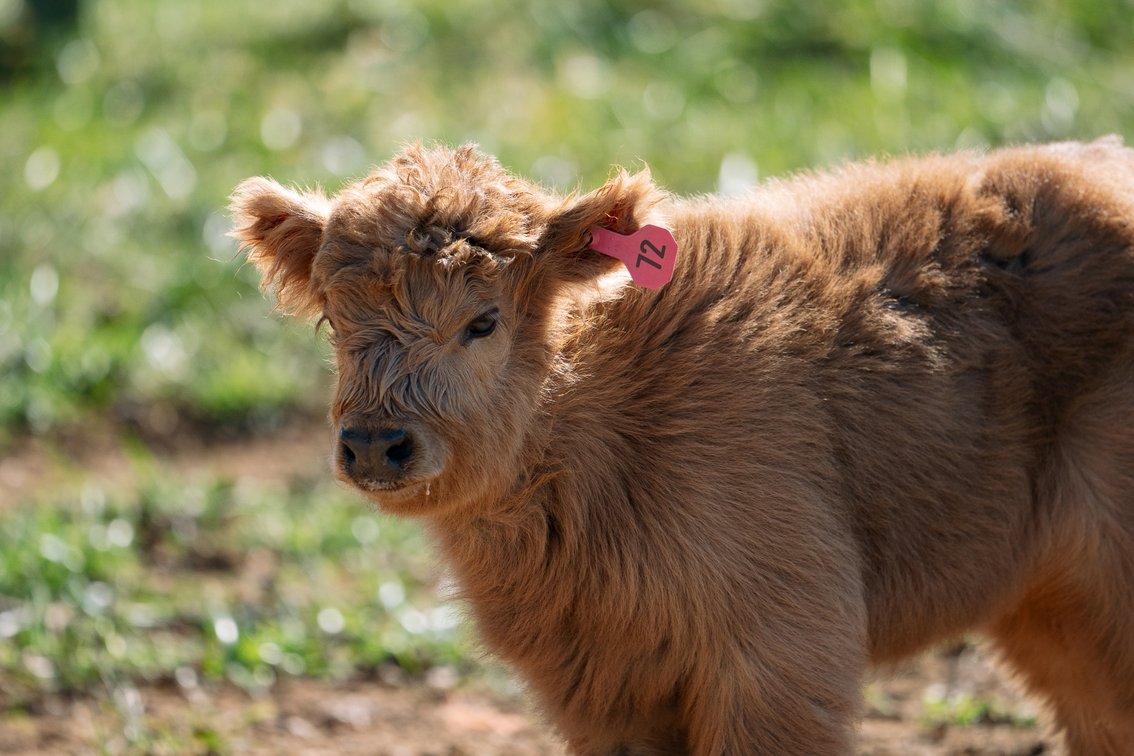Fiora- Heifer 