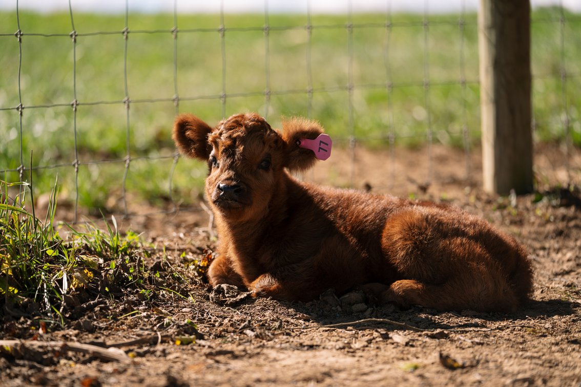 Fia- Heifer 