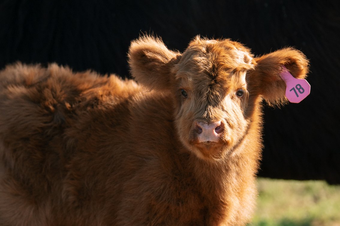 Fefe- Heifer 