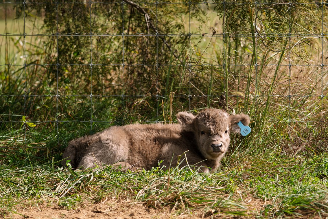 Finnick- Bull