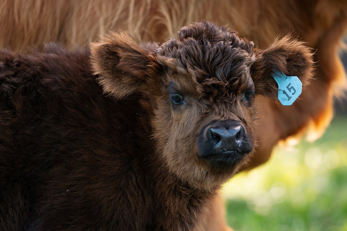 Flint- Bull 