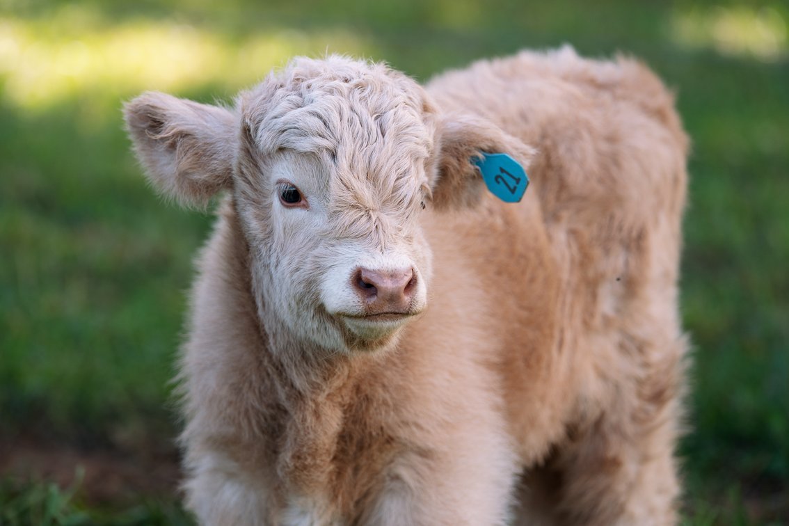 Frosty- Bull 
