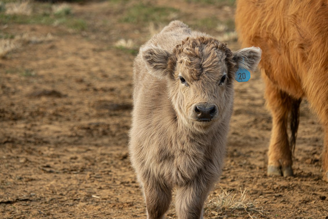 Fletcher- Bull