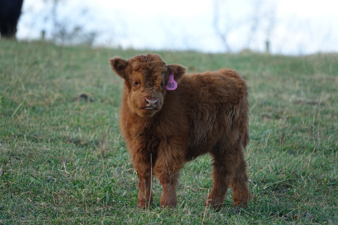 Felicity- Heifer 