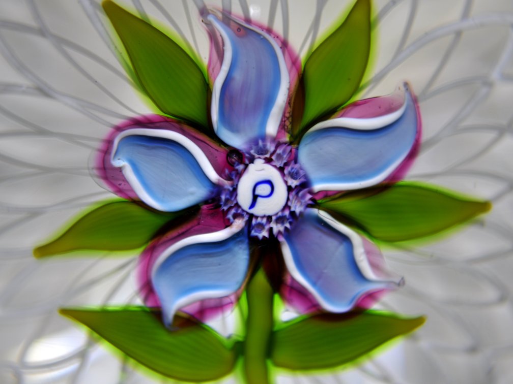 Perthshire 1973B Clematis Laticcinio