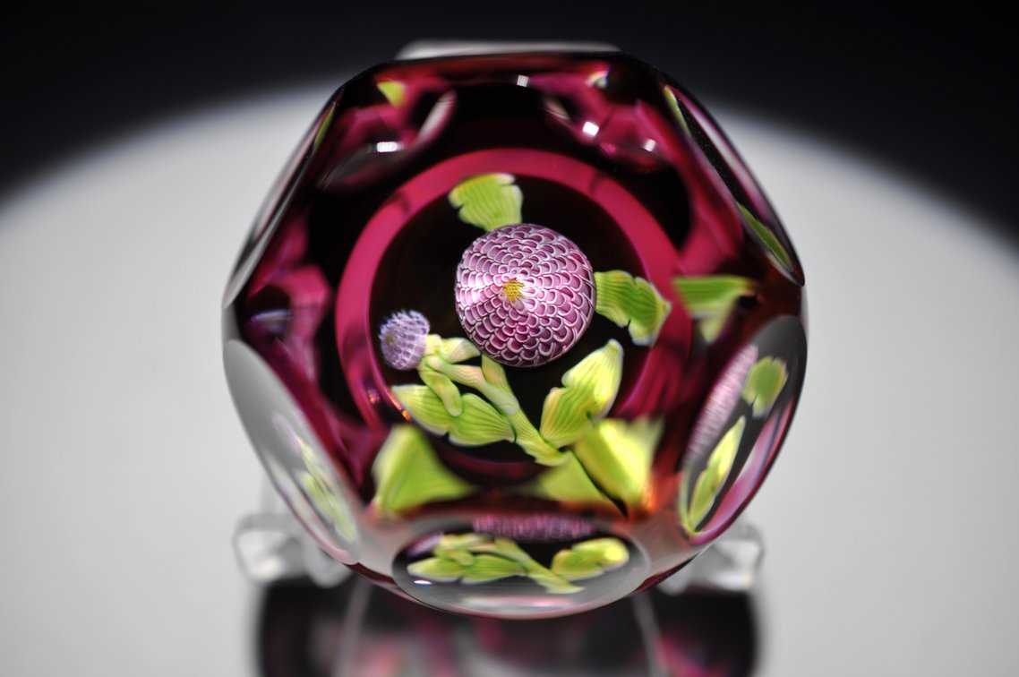 Perthshire 1982 Dhalia Pompom