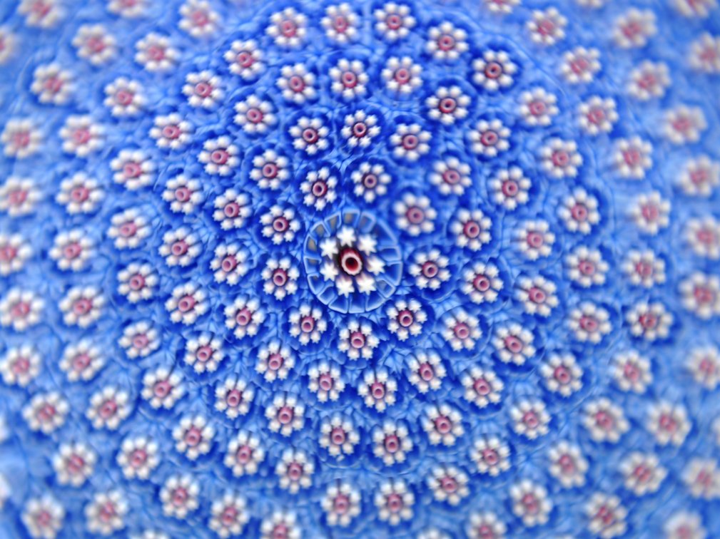 St. Louis 1982 Kaleidoscope Millefiori