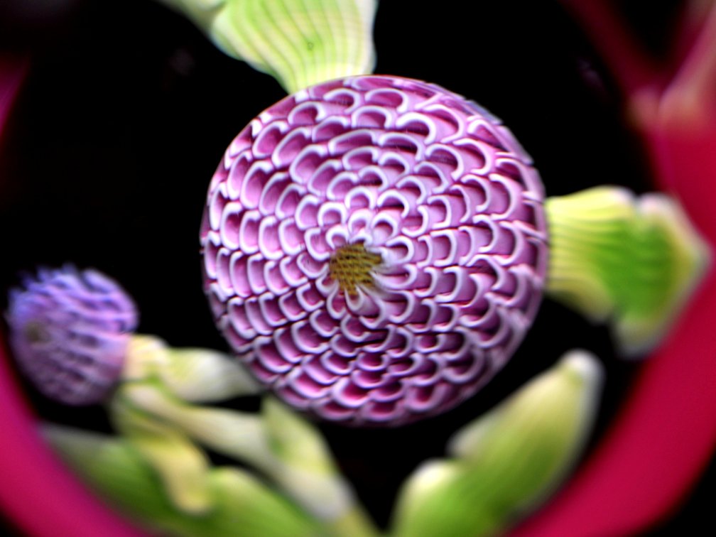 Perthshire 1982 Dhalia Pompom