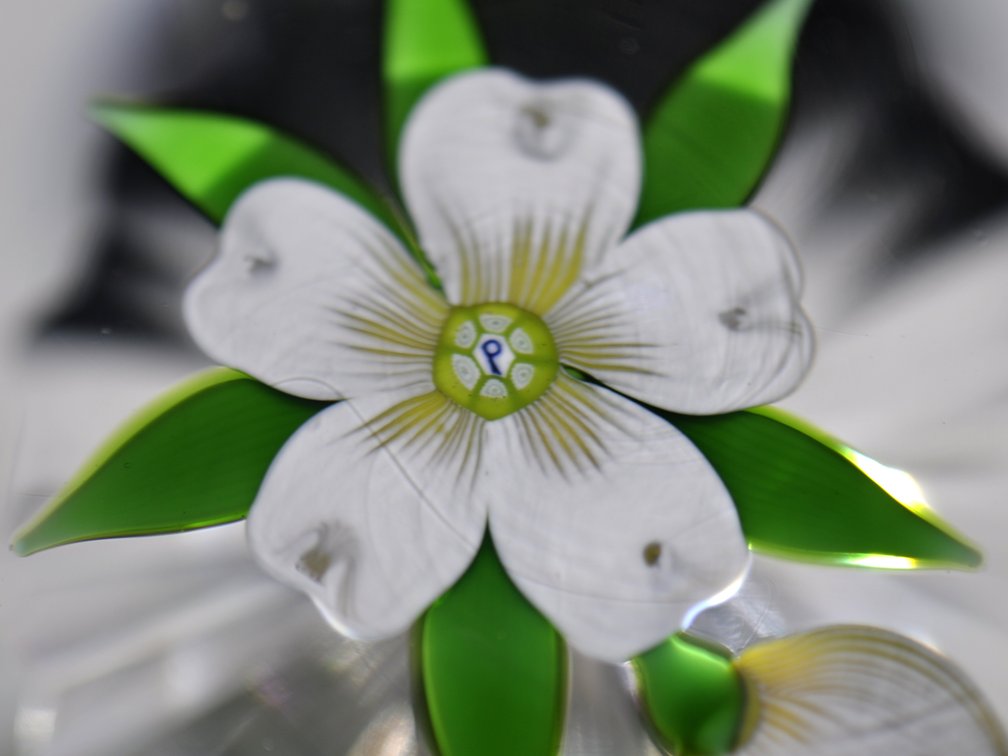 Perthshire Dogwood Lampwork
