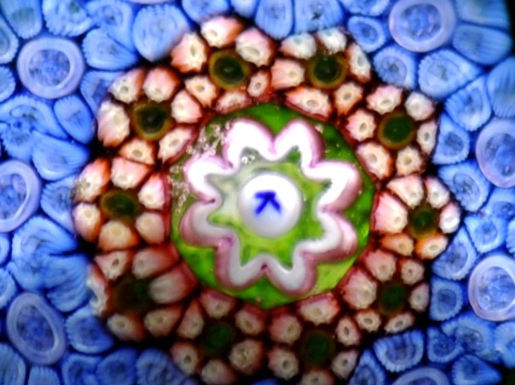 Perthshire PP32 1979 K Millefiori