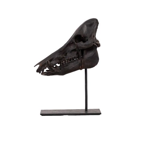 An Ifugao traditional trophy